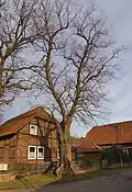 Naturdenkmal: 500-jährige Linde
