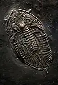 Fossil aus dem Schiefer des Hunsrücks