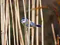 Blaumeise im Röhricht