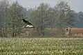 Kranich im Abflug vom Stoppelfeld