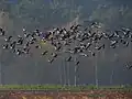 Kraniche und Wildgänse im Tiefflug
