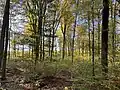Verjüngter Wald