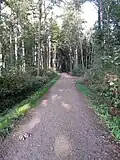 Allee im Naturschutzgebiet Grävingholz