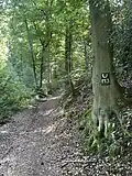 Naturnaher Wald im NSG
