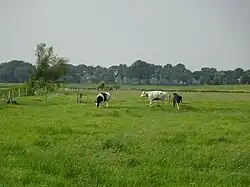 Wiese mit Rindern