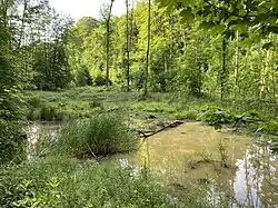 Feuchtgebiet im NSG