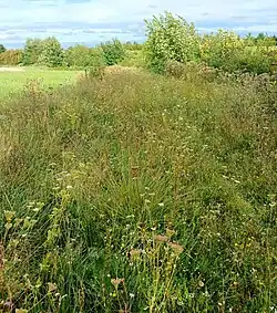 Wiesenweg