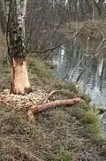 Biberspuren am Ufer der Nau