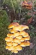 Pilze am Ufer der Nau