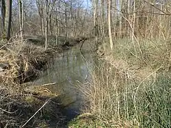 Winter-Schachtelhalm an einem Bach im Nauwald