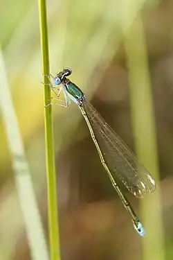 2018 Zwerglibelle