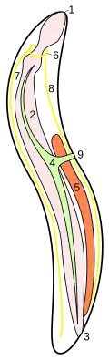 Fadenwurm: 5&nbsp;Hoden