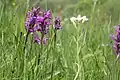 Orchideenwiese an der Nemphe mit Breitblättrigem Knabenkraut, Schachtelhalm und Wiesen-Schaumkraut