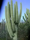 Neobuxbaumia tetetzo