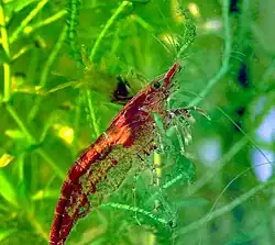 Die als Red-Cherry-Garnele oder Red-Fire-Garnele bezeichnete Farbform