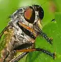 Detail eines Gemeinen Strauchdiebs (Neoitamus cf. cyanurus)