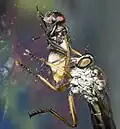 Der Gemeine Strauchdieb (Neoitamus cf. cyanurus) bei einer Fliegenmahlzeit