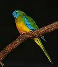 Schönsittich (Neophema pulchella)
