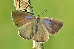 Weibchen