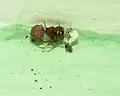 Weibchen mit fertigem Eikokon
