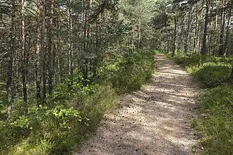 Sandiger Untergrund