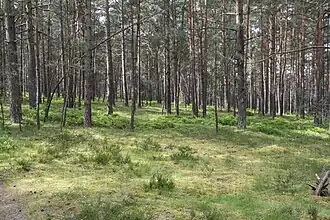 Typische Vegetation