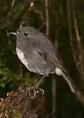 Petroica australis australis
