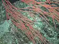 Nicella schmitti