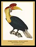 Helmhornvogel