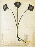... Ni[m]fea. Codex Vindob. 93, 13. Jahrhundert