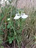 Auf den Brachen am Fuße der Klippen findet man Segetalpflanzen wie den seltenen Acker-Schwarzkümmel (Nigella arvensis).