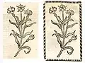Links: Hortus sanitatis Ausgabe Straßburg 1497 (Nigella). Rechts: Kleines Destillierbuch 1500 (Ratten Krut)