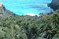 Endemische Pritchardia remota-Palmen