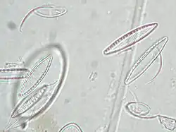 Nitzschia amphibia
