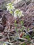 Das Gösing-Täschelkraut (Noccaea goesingensis) ist eine botanische Rarität und wurde nach dem Berg benannt.