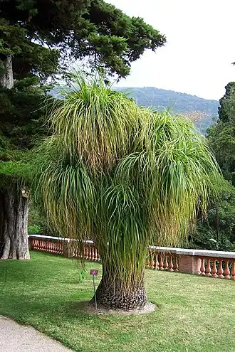 Nolina recurvata am Teich