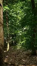 Blick in den Wald vom Norrenberg aus.