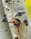 Ein Goldspecht im Bighorn National Forest