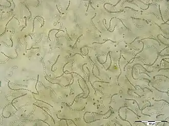Nostoc sp., Zellfäden