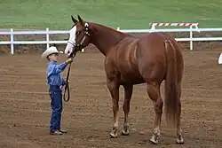 Minimaler Rabicano