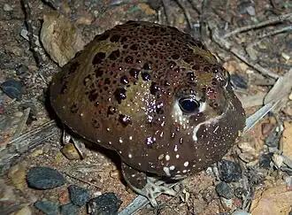 Katholikenfrosch, Notaden bennettii