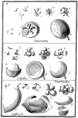 Tafel 18: „Guazuma“ „Calaba“ „Vanrhedia“