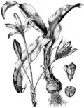 Illustration von Martin Cilenšek