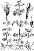 Illustration von Martin Cilenšek