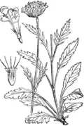 Illustration von Martin Cilenšek
