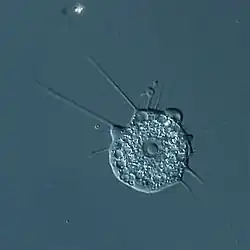 2019 Nuclearia thermophila