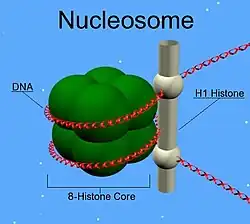 H1 histone family, member 0
