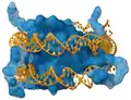 DNA (orange) mit Histonen (blau)