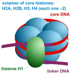 Histonoktamer dargestellt als 8 aneinanderliegende Bälle. Diese bilden mit 2 parallelen Windungen DNA umwickelt das Nukleosomengrundpartikel. Wie zum Verschließen des Histon-DNA-Pakets liegt das Histon H1 auf den DNA-Abschnitten, die in Linker-DNA übergehen.