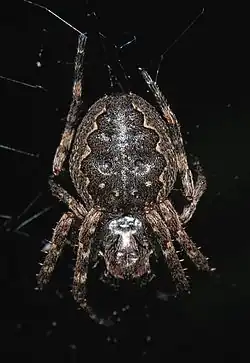 2017 Nuctenea umbratica